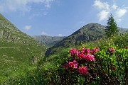 15 Rododendri in fiore con vista verso la Valbona